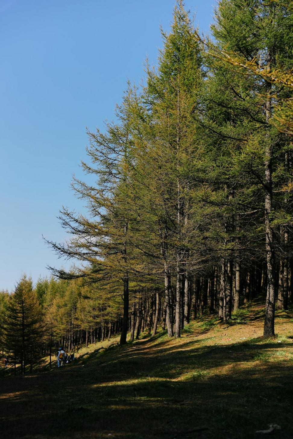 Site before construction