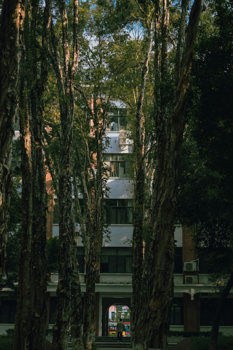 Forest retreat elevated design